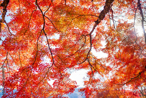Colorful japanese maple leaves during momiji season, The leaves turn yellow in the fall. Japanese autumn leaves.