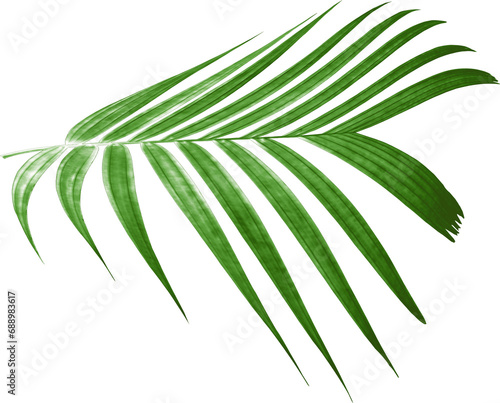 green palm leaf on transparent background png file