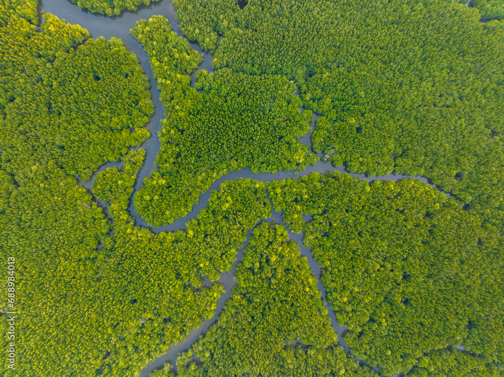 Amazing abundant mangrove forest, Aerial view of forest trees Rainforest ecosystem and healthy environment background, Texture of green trees forest top down, High angle view Amazing abundant mangrove forest, Aerial view of forest trees Rainforest ecosystem and healthy environment background, Texture of green trees forest top down, High angle view