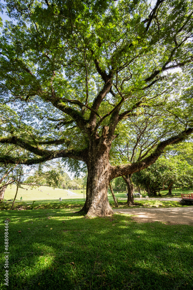 giant Rain tree, Beautiful rain tree in a public park in Chiang Mai Thailand .Old and giant big tree on a green field with sunlight morning.