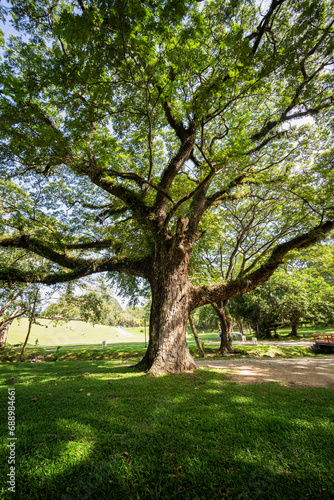 giant Rain tree, Beautiful rain tree in a public park in Chiang Mai Thailand .Old and giant big tree on a green field with sunlight morning.