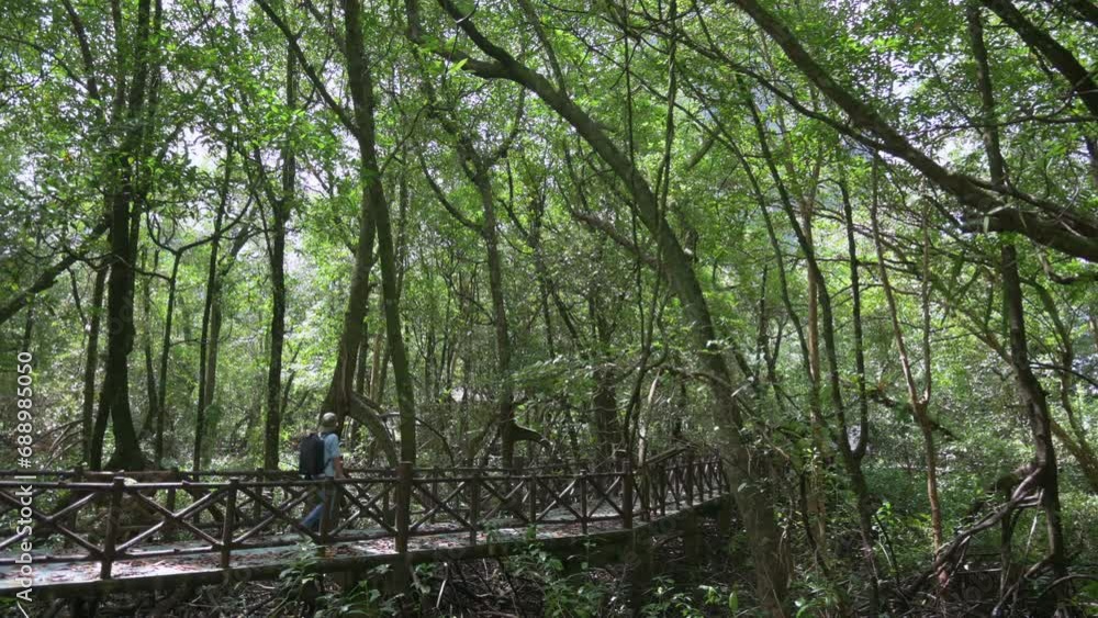 Scenery of dense mangrove forest park with female backpacker walking on the bridge under sunlight. Environmental conservation. Outdoor pursuit. Solo travel. Scenery of dense mangrove forest park with female backpacker walking on the bridge under sunlight. Environmental conservation. Outdoor pursuit. Solo travel.