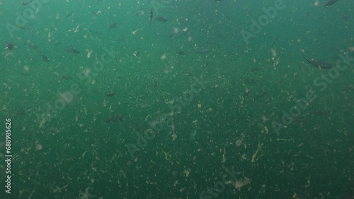 Camera shows large green algae in the water. photo