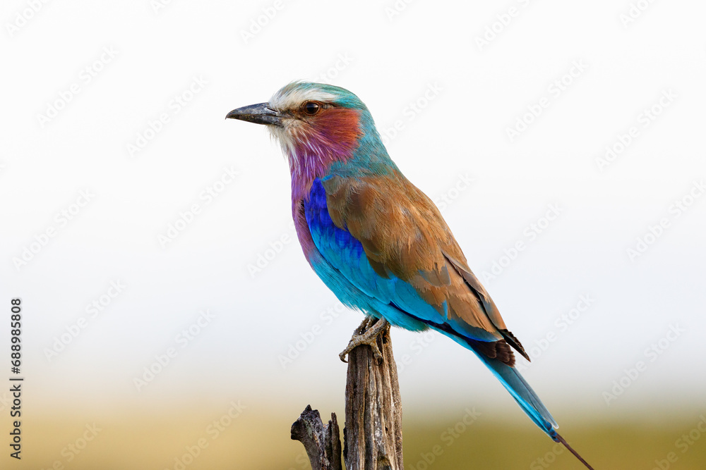 Fototapeta premium Lilac-breasted roller in Africa