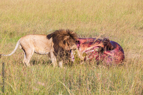 Male lion eating from a carcass