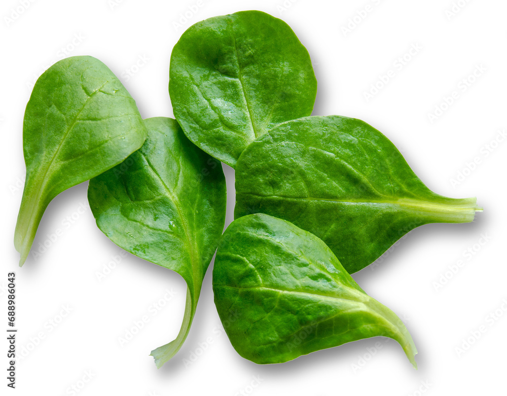 Spinach is a nutritious leafy, green vegetable that may benefit skin, hair, and bone health. - obrazy, fototapety, plakaty 