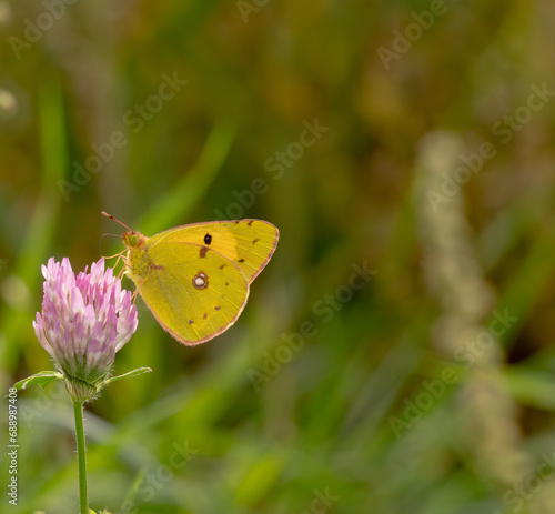 proxi macro avec un magnifique papillon jaune butinant sa fleur mauve