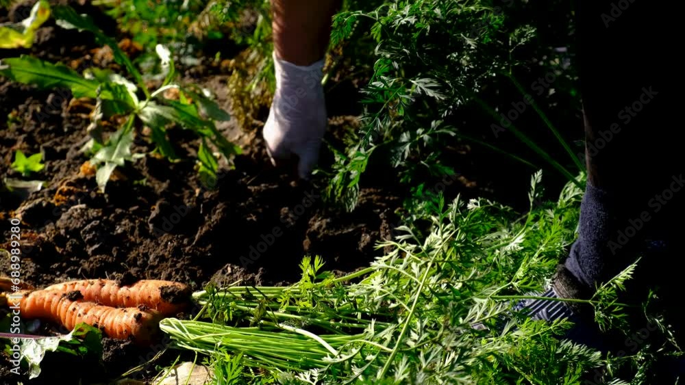Farmer harvests carrots growing in the garden. Selective focus. Farmer harvests carrots growing in the garden. Selective focus.