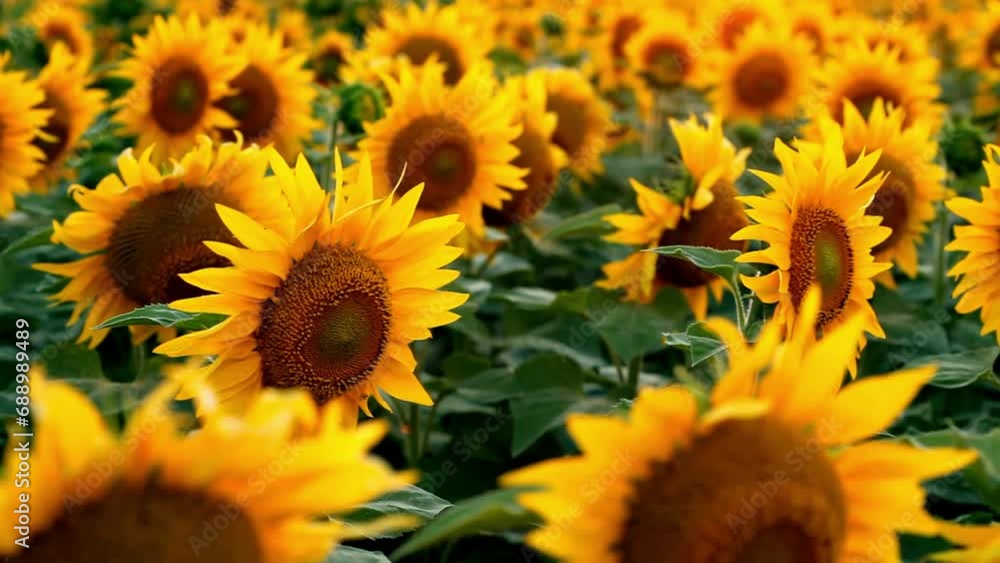 Beautiful sunflowers in the field natural background, Sunflower blooming. Beautiful sunflowers in the field natural background, Sunflower blooming.