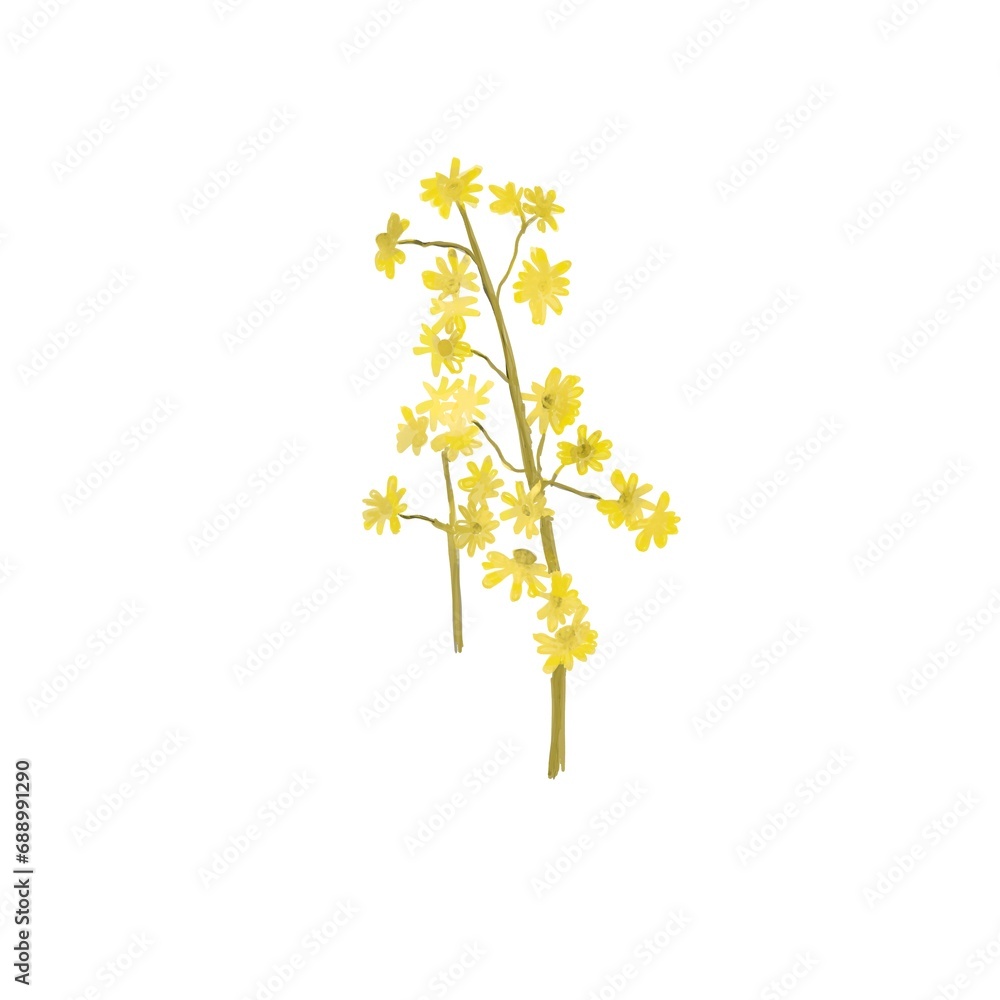Small yellow flowers, cute botanical clipart, sketch