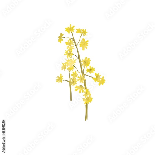 Small yellow flowers, cute botanical clipart, sketch © alfiya