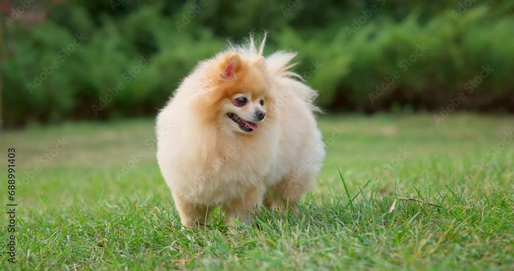 Happy Little Cute Fluffy Pedigree Pomeranian Dog walking outdoor at park on a grass lawn Happy Little Cute Fluffy Pedigree Pomeranian Dog walking outdoor at park on a grass lawn