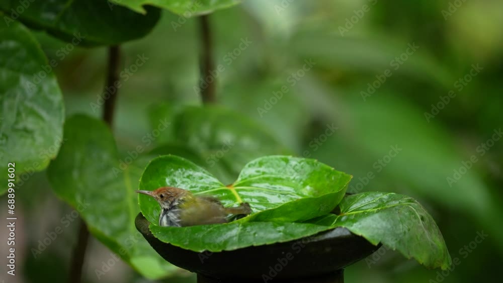 an agile little bird called the olive-backed tailorbird is playing in the water on a green bowl leaf an agile little bird called the olive-backed tailorbird is playing in the water on a green bowl leaf