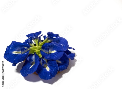Butterfly pea flowers on a white background