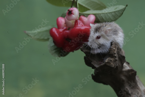 Fototapeta Naklejka Na Ścianę i Meble -  A Campbell dwarf hamster is eating a ripe water apple on a tree. This small animal has the scientific name Phodopus campbelli.