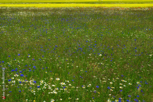 Bild auf Leinwand Castelluccio di Norcia plateau, Umbria - Italy - Flowering of spontaneous plants