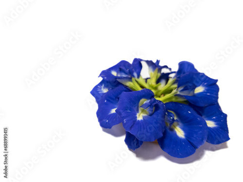 Butterfly pea flowers on a white background