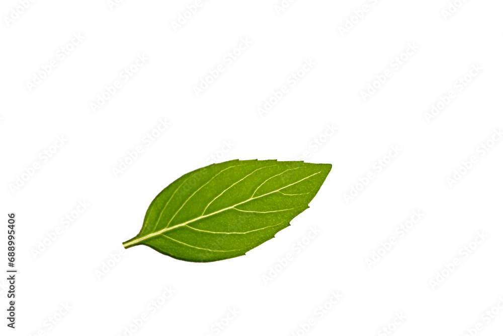 A green leaf of the basil (Ocimum basilicum),  an aromatic culinary herb used in meals - obrazy, fototapety, plakaty 