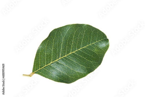 A upperside of a leaf of the carob tree (Ceratonia siliqua) in December