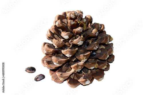 A cone of the stone pine (Pinus pinea) in the autumn photo
