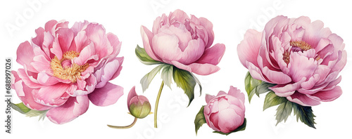 set of pink peonies flowers. realistic watercolor drawing. delicate illustration #688997026