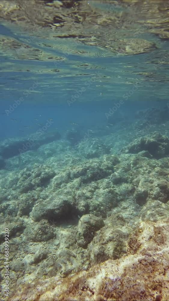 Vertical video, Rocky seabed in coastal area on bright sunny day in sun glare, a school of small fish swims under surface. Underwater landscape of Mediterranean Sea Vertical video, Rocky seabed in coastal area on bright sunny day in sun glare, a school of small fish swims under surface. Underwater landscape of Mediterranean Sea