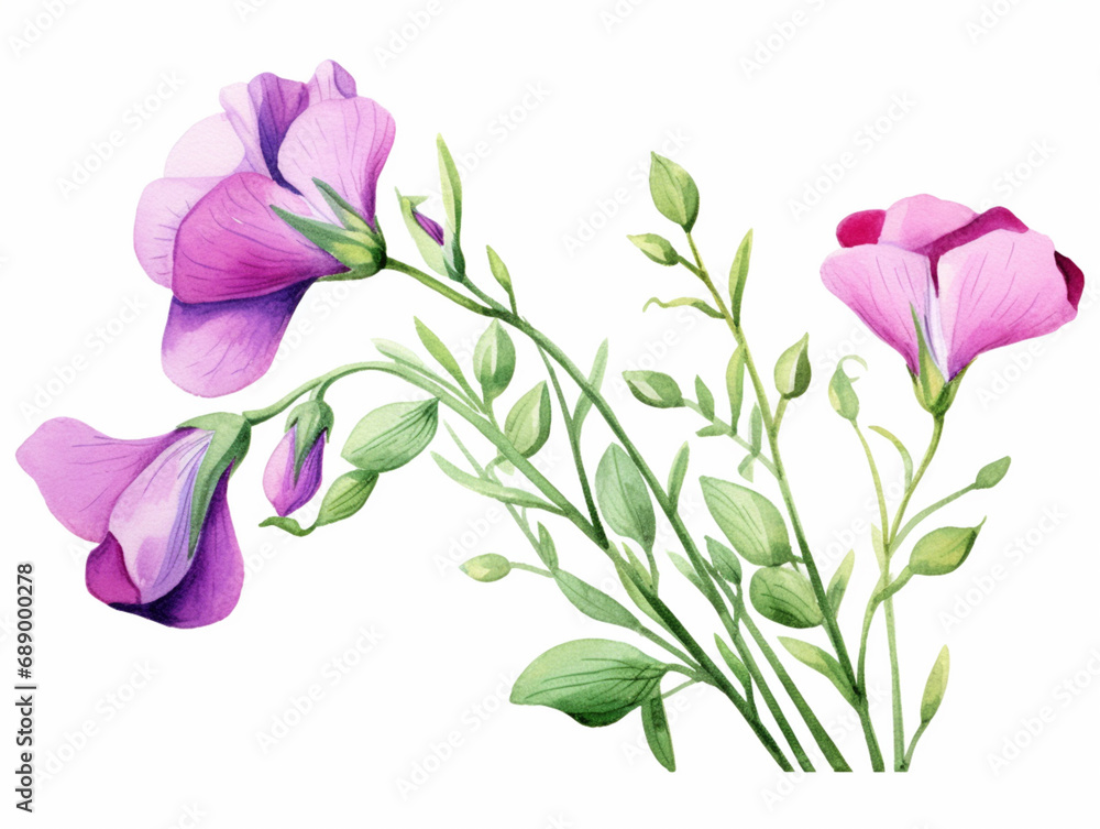 Pink Sweet Pea Flower. Watercolour Illustration of  Purple Sweet Peas Stem Isolated on White Background.