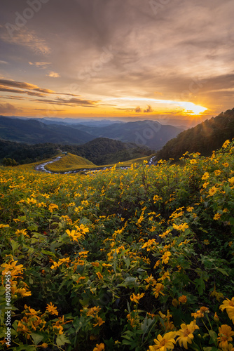Landscape nature flower Tung Bua Tong Mexican sunflower field in winter season during sunset in Mae Hong Son near Chiang Mai, Thailand. #689000455