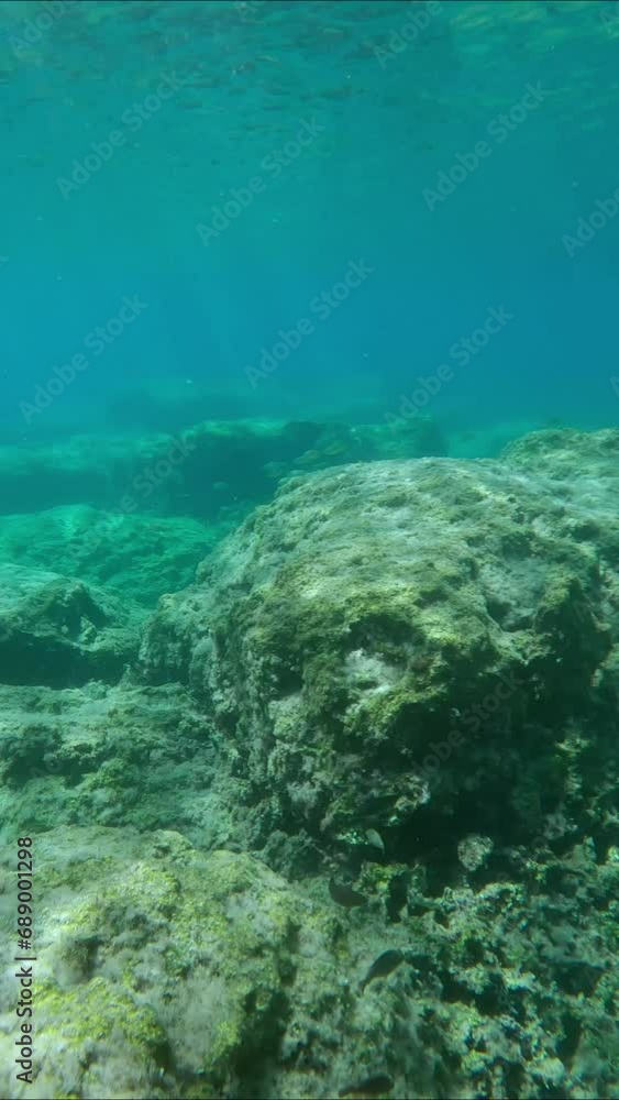 School of Marbled Spinefoot fish (Siganus rivulatus) swims on rock reef in sunrays, Vertical video, Panorama, Slow motion, Mediterranean Sea, Rhodes island, Greece School of Marbled Spinefoot fish (Siganus rivulatus) swims on rock reef in sunrays, Vertical video, Panorama, Slow motion, Mediterranean Sea, Rhodes island, Greece