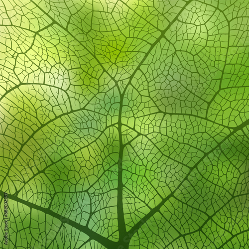 Leaf vein texture abstract background with close up plant leaf cells ornament texture pattern. photo