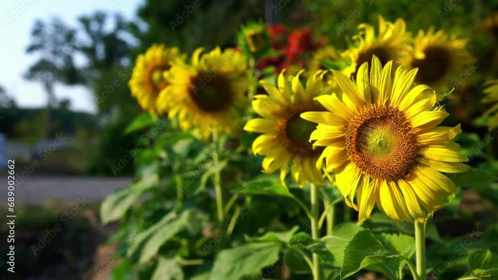 Sunflower field in sunny day. Sunflower blooming season. Closeup of a field of sunflowers. Sunflower field in sunny day. Sunflower blooming season. Closeup of a field of sunflowers.