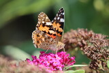 Painted Lady Butterfly (Vanessa cardui) feeding on Buddleia.