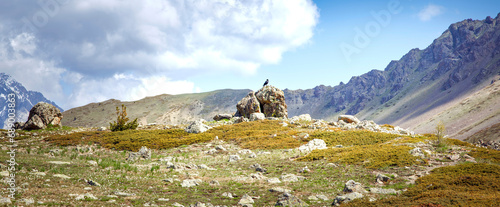 Corbeau perché sur un rocher au col du Gondran, Hautes Alpes, France 
