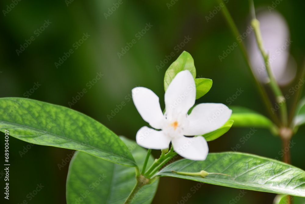 flower flower