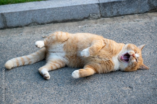 Fotografie an orange cat laying on the pavement in a street and yawning