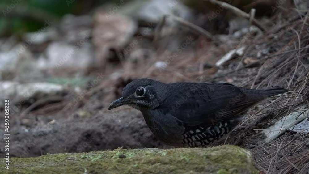 a black bird named zoothera andromedae is eating caterpillars on the ground in the middle of the forest a black bird named zoothera andromedae is eating caterpillars on the ground in the middle of the forest