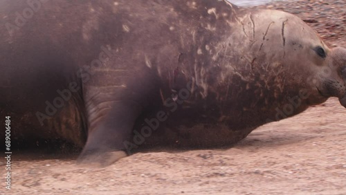 Male Southern Elephant Seal Galumphing in slow motion up on the coast as it exits the sea to rest 