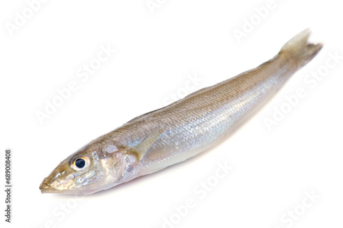 シロギス-Sillago japonica