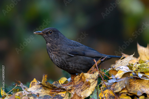 Blackbird (Turdus merula) in an forest covered with colorful leaves. Autumn day in a deep forest in the Netherlands.                             © Albert Beukhof