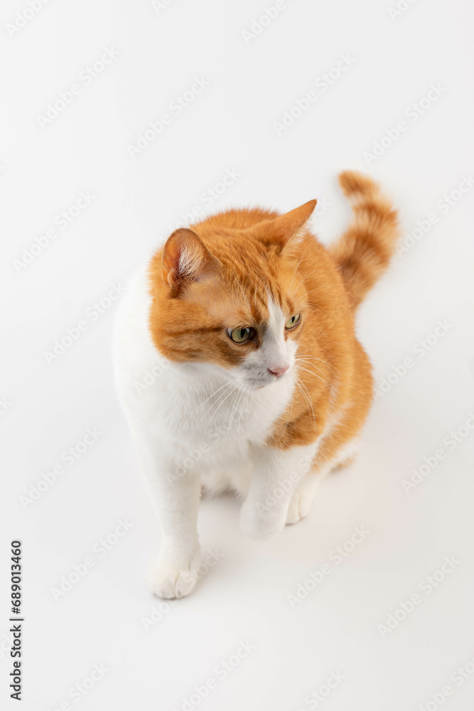 Red cat isolated on white background