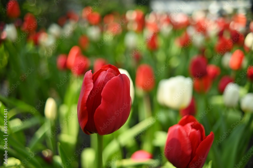 Fototapeta premium Red tulips in the winter flower garden