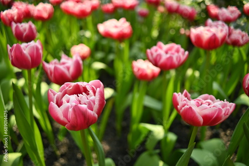 Cuadro en lienzo tulip aveyron in the winter flower garden