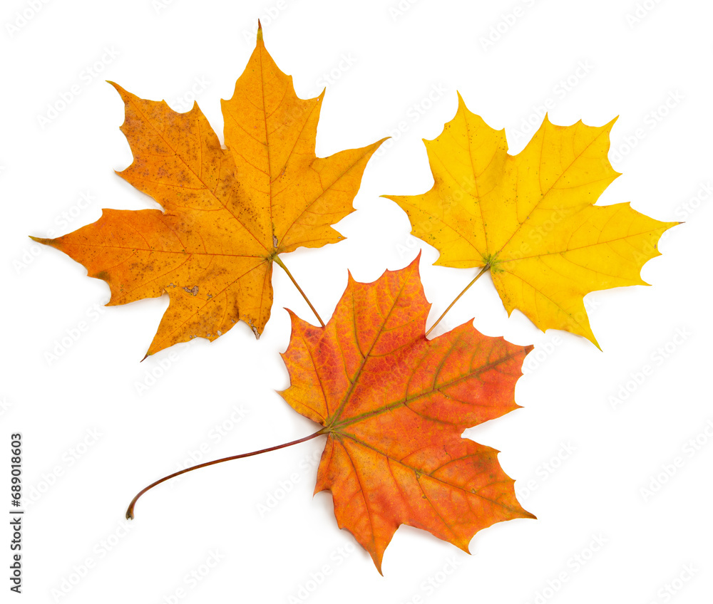 set of autumn maple leaves isolated on white background set of autumn maple leaves isolated on white background