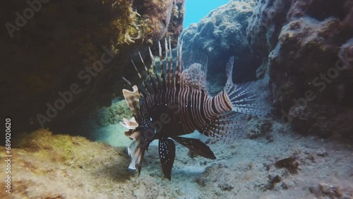Close-up of Lionfish swims between cliffs, slow motion. Camera moving forwards approaching to Common Lionfish or Red Lionfish (Pterois volitans), invasive species in Mediterranean Sea photo