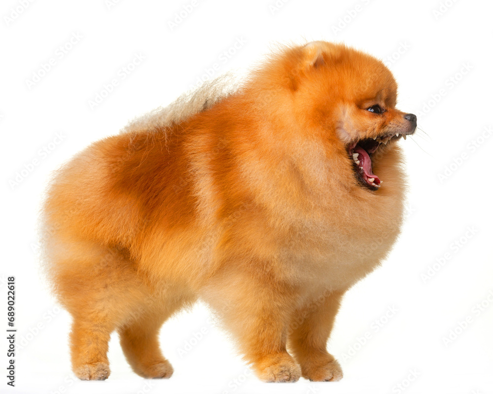 Spitz, red fluffy dog, Ulybka, stands on a white background, isolate