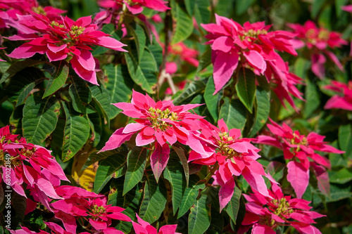Beautiful poinsettia christmas in the garden, closeup. Christmas traditional flower.