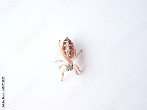 small jumping spider on a white background