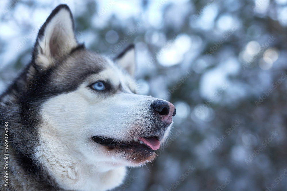 portrait of a beautiful Husky dog in the snow in winter, dog in the snow in winter portrait of a beautiful Husky dog in the snow in winter, dog in the snow in winter