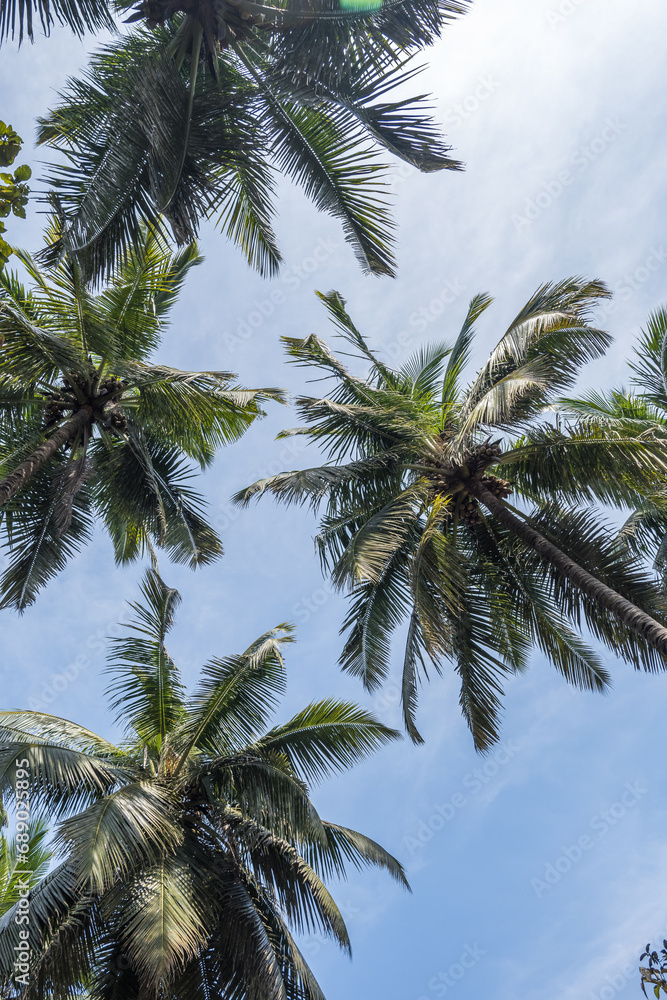 silhouettes of coconut trees palms against the blue sky of India with sunset