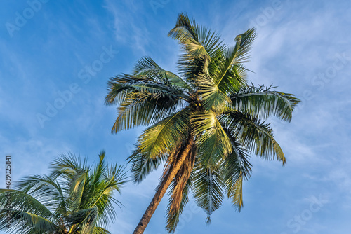 silhouettes of coconut trees palms against the blue sky of India with sunset